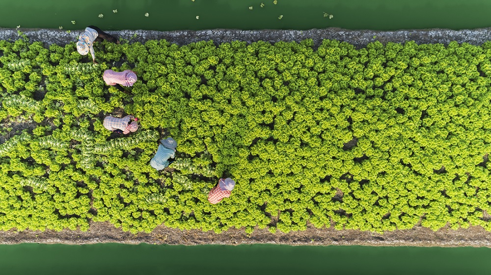 鸟瞰图园丁收集白菜在蔬菜园沟，亚洲泰国